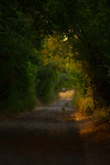 The warm sun is brightly shining through the lush green trees along a winding dirt road that winds its way through the natural scenery
