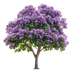 Paulownia Tree isolated on a transparent background