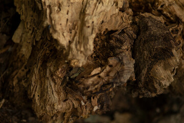 This image features a closeup view of the intricate bark texture of a tree trunk, capturing its unique details and natural beauty