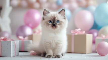 A beautiful fluffy Siamese kitten relaxes near colorful birthday gifts, with a soft light illuminating the playful ambiance of the setting.
