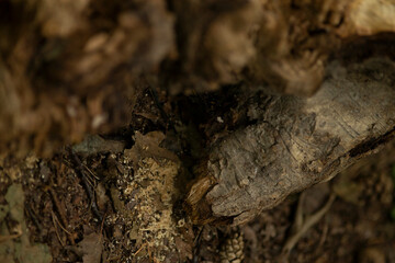 This is a detailed closeup view of a tree trunk showcasing a noticeable hole located within it, highlighting natures unique features