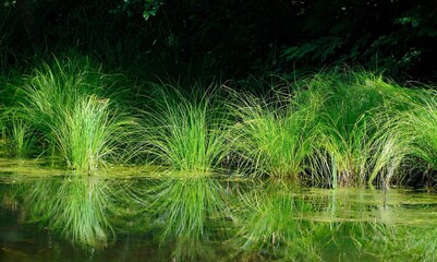 Schilfgras am Seeufer