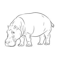 Ultimate Hippo Untamed Spirit Vision - Hippo vector - Hippo Line art - Hippo Drawing - Vector Lineart of Hippo - Hippo illustration - vector of hippo

