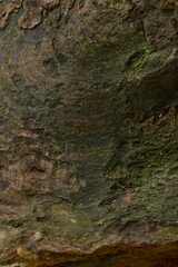 This is a closeup view of a rock that has moss growing on its surface, showcasing how nature beautifully interacts with geological formations