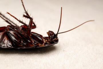 Dead cockroach