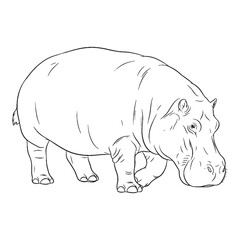 Massive Hippo River Dweller Type - Hippo vector - Hippo Line art - Hippo Drawing - Vector Lineart of Hippo - Hippo illustration - vector of hippo

