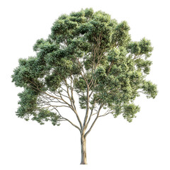 Fototapeta premium Eucalyptus Tree isolated on a transparent background