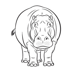 Key Hippopotamus Rare Trait Element - Hippopotamus vector - Hippopotamus Line art - Hippopotamus Drawing - Vector Lineart of Hippopotamus - Hippopotamus illustration - vector of hippopotamus

