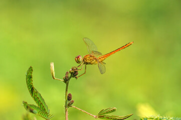 dragonfly on a green leaf