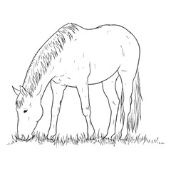 Liberated Horse Wild Spirit Core - Horse vector - Horse Line art - Horse Drawing - Vector Lineart of Horse - Horse icon - drawing of horse

