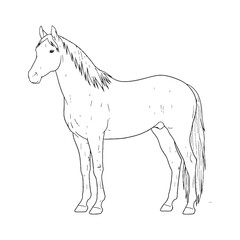 Ultimate Horse Untamed Spirit Vision - Horse vector - Horse Line art - Horse Drawing - Vector Lineart of Horse - Horse illustration - vector of horse

