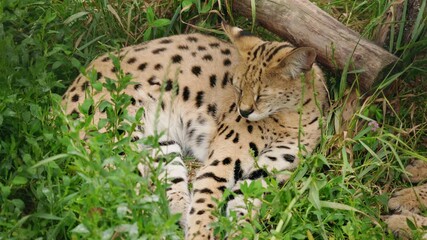 Spotted serval cat resting peacefully in tall grass, eyes closed, surrounded by green plants and wooden logs in a natural habitat - Powered by Adobe