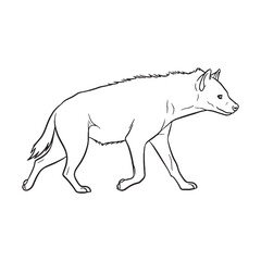 Broad Hyena Distinctive Character Span - Hyena vector - Hyena Line art - Hyena Drawing - Vector Lineart of Hyena - Hyena icon - drawing of hyena

