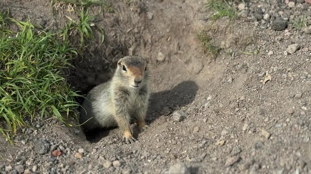 Kamchatka Ground Squirrel Peeking Out of Burrow in Natural Habitat