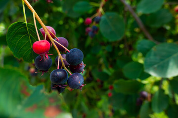 Irga or Shadbush or Amelanchier or serviceberry is genus of plants of tribe apple - Maleae - of pink family - Rosaceae -, deciduous shrub or small tree. Ripe berry on tre
