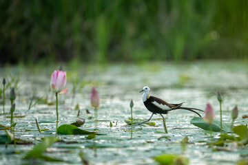 Rare Glimpse: Pheasant-tailed Jacana’s Hidden Routine