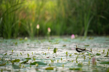 Graceful Reign of the Jacana Over Water Lily Realms