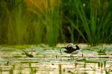 Pheasant-tailed Jacana Exhibiting Multiple Wetland Behaviors