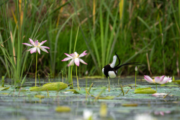 Diverse Actions of Pheasant-tailed Jacana Across Water Plants

