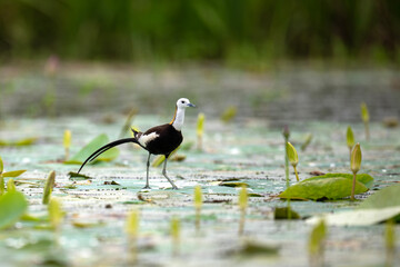 A Pheasant-tailed Jacana moves gracefully across dense aquatic vegetation, its long toes helping it...