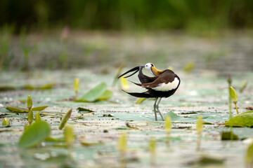 Jacana Displaying Unique Movements and Instincts in Wetland