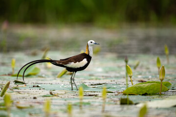 Graceful Movement of Jacana on Water Vegetation
