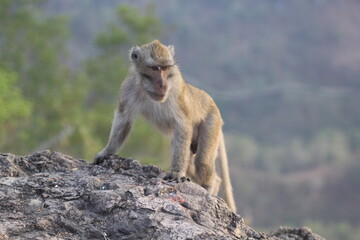 A wild long-tailed macaque monkey standing alertly on a craggy rock with a hazy mountain backdrop in its natural habitat.
