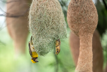 Nest Inspection by Female as Male Waits Hanging