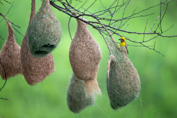 Baya Weaver Crafting Intricate Nest on Tree Branch