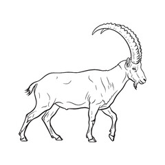 Remote Ibex Silent Presence Air - Ibex vector - Ibex Line art - Ibex Drawing - Vector Lineart of Ibex - Ibex illustration - vector of ibex

