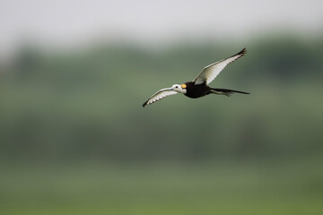 A tropical wader bird launches into flight, leaving the lily pads below.