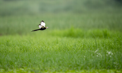 A Pheasant-tailed Jacana takes flight from a lily pond, showing its long tail and elegant wings.