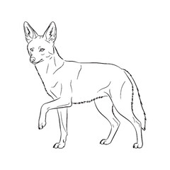 Acute Jackal Sensory Head Features - Jackal vector - Jackal Line art - Jackal Drawing - Vector Lineart of Jackal - Jackal illustration - its prominent auditory defining aspects

