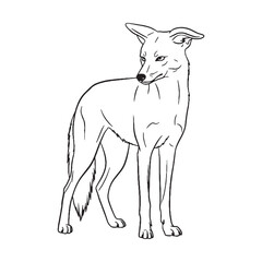 Primary Jackal Defining Attribute Mark - Jackal vector - Jackal Line art - Jackal Drawing - Vector Lineart of Jackal - Jackal illustration - its inherent primary enduring traits


