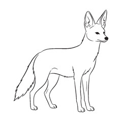 Total Jackal Physical Makeup Model - Jackal vector - Jackal Line art - Jackal Drawing - Vector Lineart of Jackal - Jackal icon - its profound core physical fixed form

