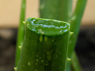 A vibrant green aloe vera leaf, freshly cut to reveal its clear, glistening gel, showcasing the...