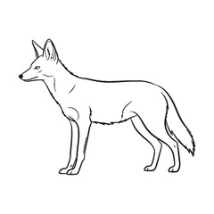 Actual Jackal True Identity Profile - Jackal vector - Jackal Line art - Jackal Drawing - Vector Lineart of Jackal - Jackal icon - its fundamental savanna animal spirit

