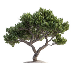 Juniper Tree isolated on a transparent background