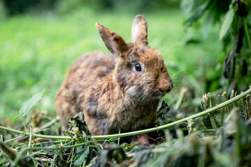Cute brown rabbit sitting on green grass in backyard garden