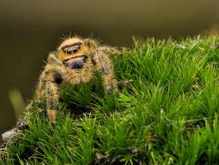 spider on the grass