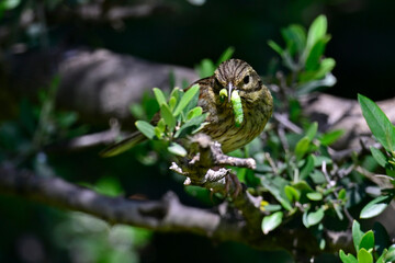 Zaunammer (Emberiza cirlus) Weibchen mit Raupe im Schnabel // Cirl bunting - Female with caterpillar in its beak