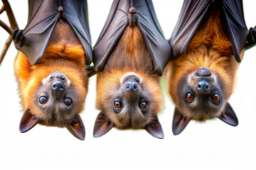 Three Fruit Bats Hanging Upside Down on transparent background