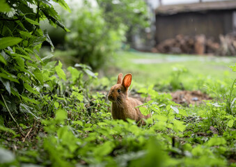 Cute brown rabbit sitting on green grass in backyard garden