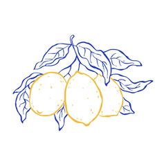 Flat vector illustration with branch of hanging lemons and leaves in italian sketch style. Yellow and blue colors. Freehand line art design element. Citrus tropical fruits. Use for print, logo, decor