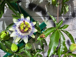 Passiflora, il fiore blu della passione con un ape che si prepara per l'impollinazione

