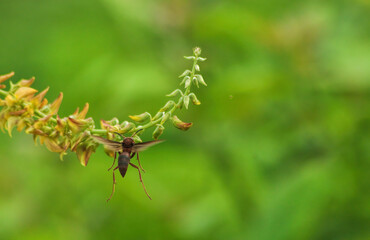 close up of pine cones