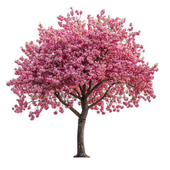 Obraz premium Cherry Tree isolated on a transparent background