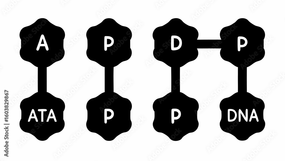 Poster illustration of a diagram showing a sequence of ata p d and dna connected by lines in a black and wh