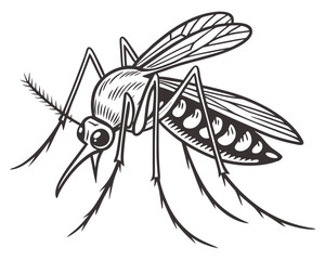 Mosquito Vector Illustration – Detailed Black and White Insect Drawing