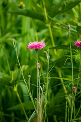 Delicate pink blossoms stand tall in vibrant greenery, celebrating nature's beauty on a warm day